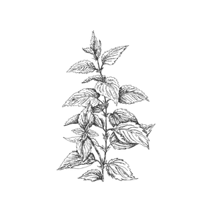 Ortiga